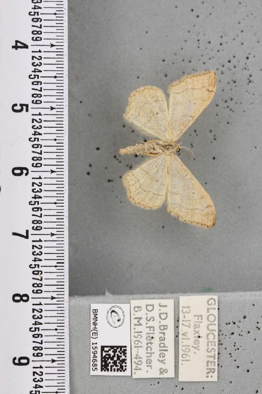 Idaea aversata (Linnaeus, 1758) - BMNHE_1594685_297945