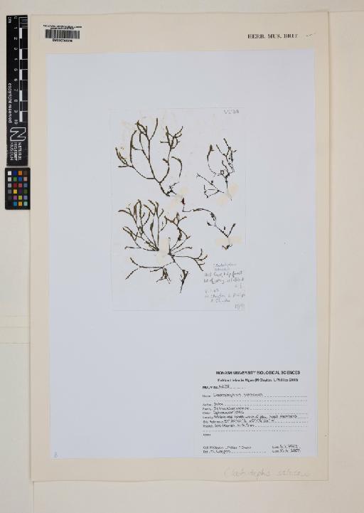 Cladostephus setaceus Suhr - 000769314