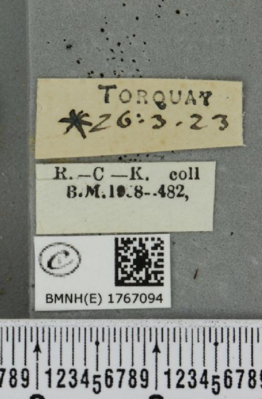 Dysstroma truncata truncata ab. perfuscata Haworth, 1809 - BMNHE_1767094_label_349469