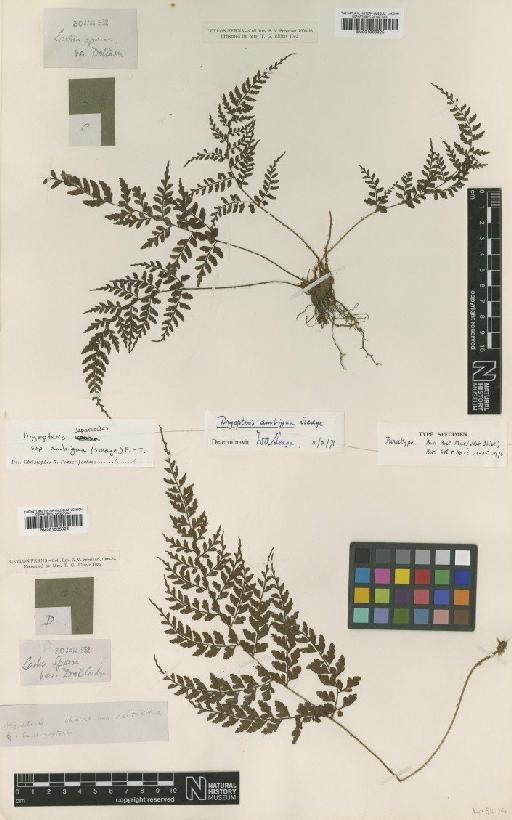 Dryopteris deparioides subsp. ambigua (Sledge) Fraser-Jenk. - BM001066025