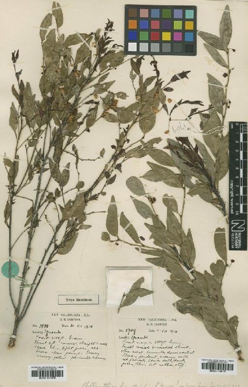 Phyllanthus ligustrifolius S.Moore - BM001014876