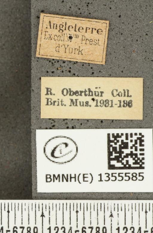 Hesperia comma (Linnaeus, 1758) - BMNHE_1355585_label_156795