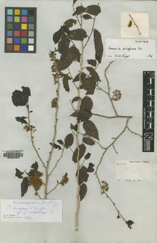 Casearia praecox Griseb. - BM000624350