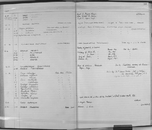 Oreochromis niloticus vulcani Trewavas, 1933 - Zoology Accessions Register: Fishes: 1961 - 1971: page 103