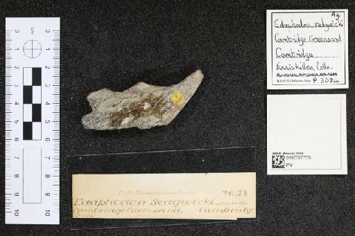 Edaphodon sedgwicki infraphylum Gnathostomata Agassiz, 1843 - 010039705_L010040985