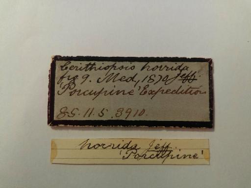 Cerithiopsis horrida Jeffreys, 1885 - 1885.11.5.3910_label