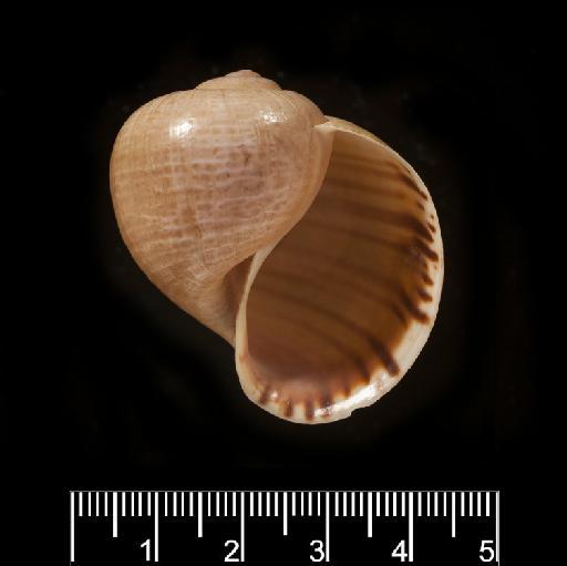 Ampullaria notabilis Reeve, 1856 - 20020670, SYNTYPE, Ampullaria notabilis Reeve, 1856