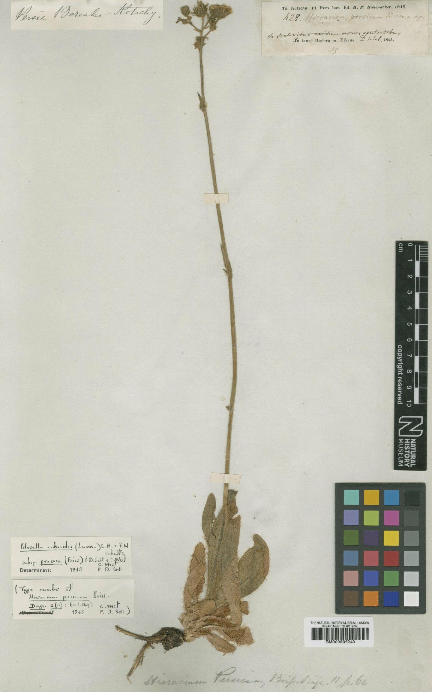 To NHMUK collection (Pilosella echioides (Lumn.) Schultz; Type; NHMUK:ecatalogue:480447)