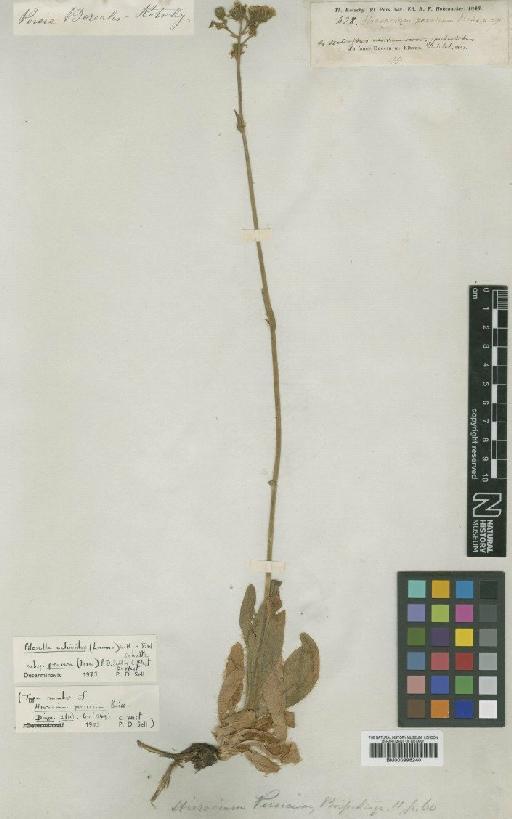 Pilosella echioides (Lumn.) Schultz - BM000996240