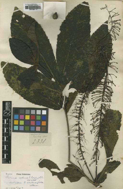 Helicia robusta (Roxb.) Blume - BM000951138