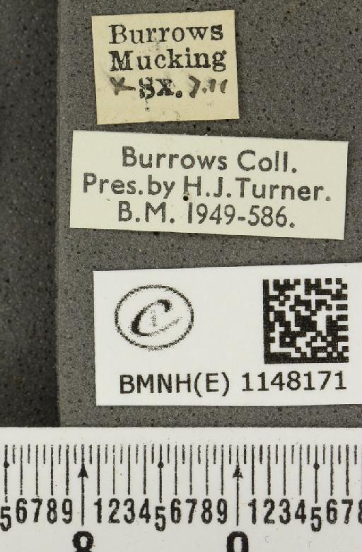 Celastrina argiolus britanna ab. lilacina-lata Tutt, 1908 - BMNHE_1148171_label_111264