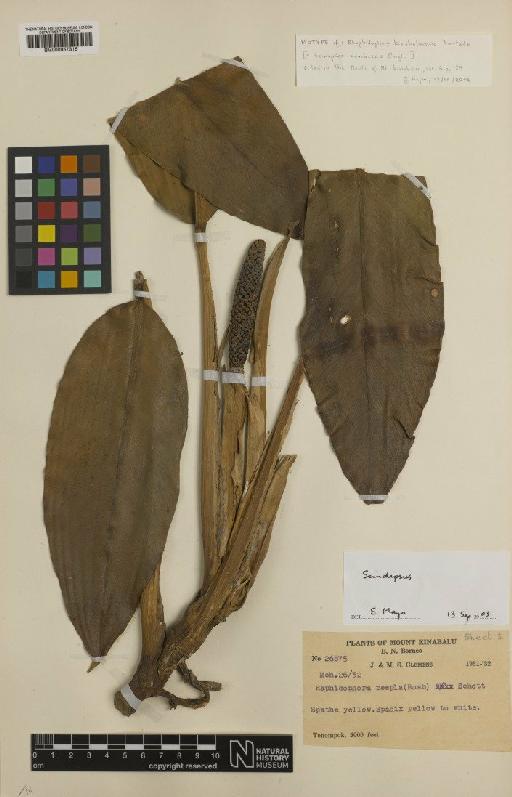 Scindapsus coriaceus Engl. - BM000957316