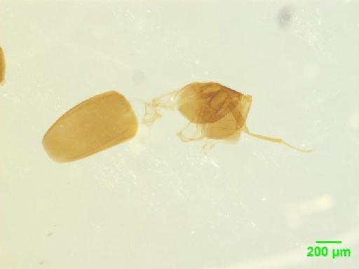 Scaphidiinae Latreille, 1806 - 010189092___3