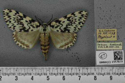 Lymantria monacha ab. dorsomaculata Lempke, 1947 - BMNHE_1557079_251845