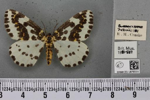 Abraxas grossulariata (Linnaeus, 1758) - BMNHE_1878561_437601