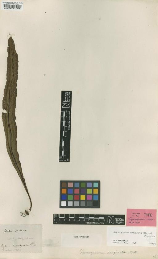 Austrogramme marginata Mett. - BM000066422