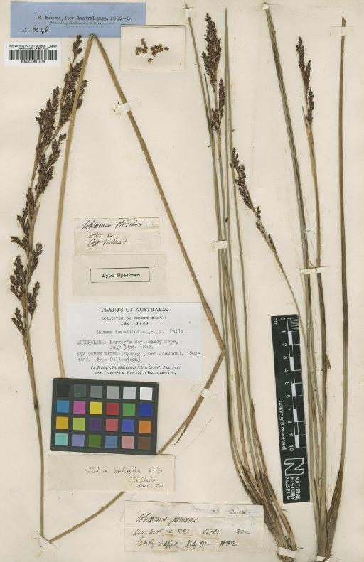 Machaerina teretifolia (R.Br.) T.Koyama - BM000991079