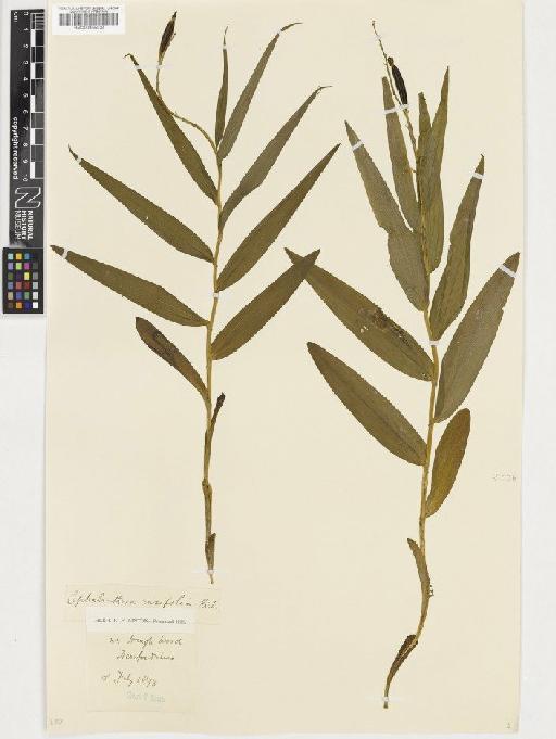 Cephalanthera longifolia (L.) Fritsch - BM000955034