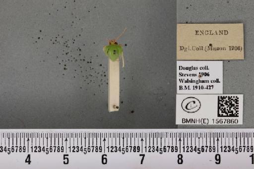 Bena bicolorana (Fuessly, 1775) - BMNHE_1567860_293304