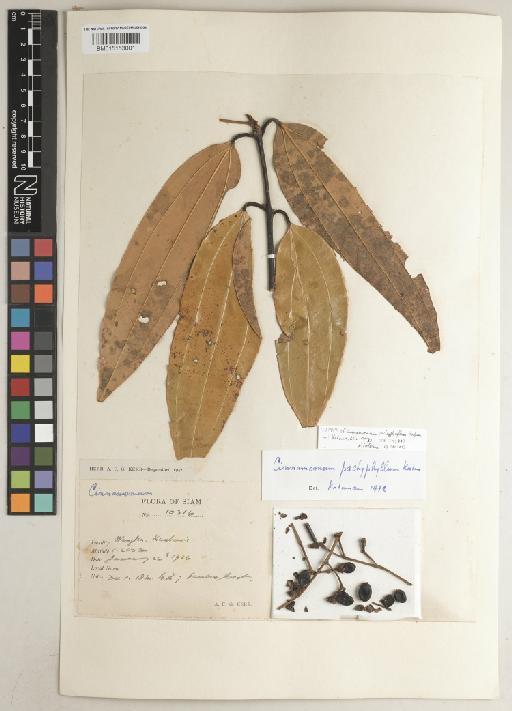 Cinnamomum pachyphyllum Kosterm. - BM015153001