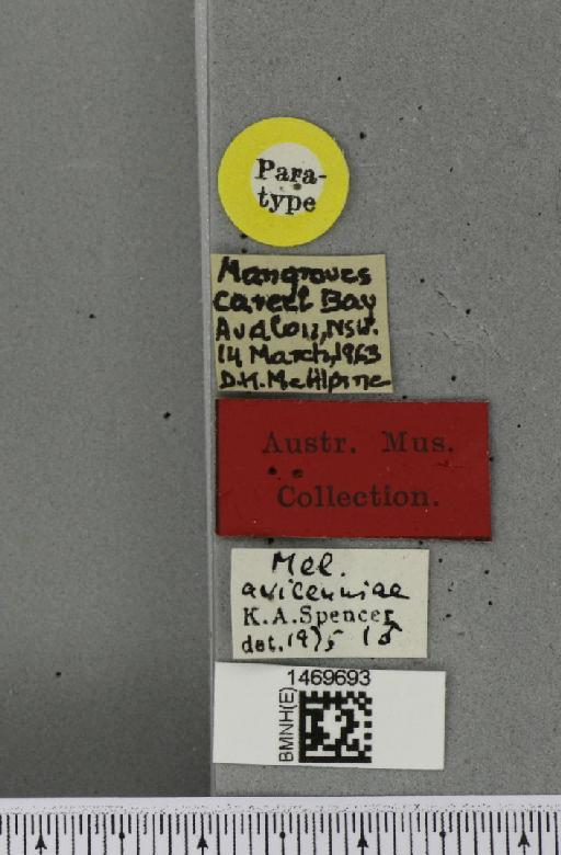 Melanagromyza avicenniae Spencer, 1977 - BMNHE_1469693_label_45119