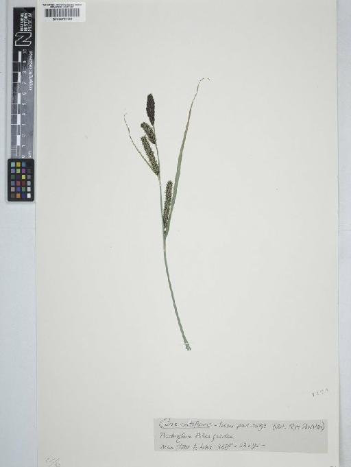 Carex acutiformis Ehrh. - BM000781588  C
