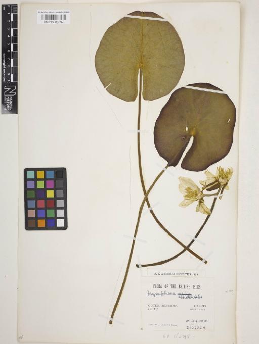 Nymphaea alba subsp. occidentalis (Ostenf.) Hyl. - 013863337
