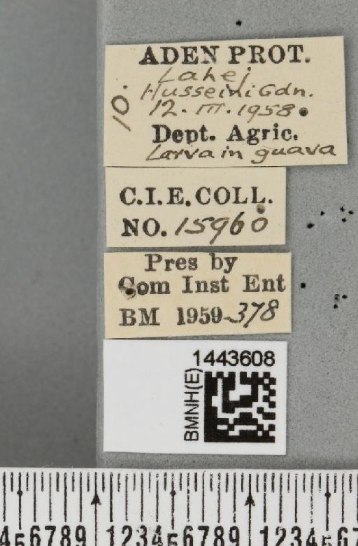 Ceratitis (Ceratalaspis) quinaria (Bezzi, 1918) - BMNHE_1443608_label_43714