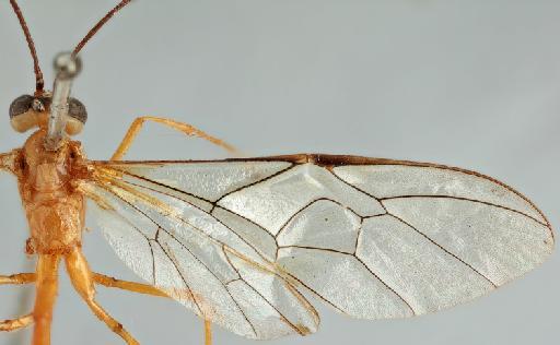 Simophion melanostigma (Cameron, 1886) - 010822981_Simophion_melanostigma_holotype_wings