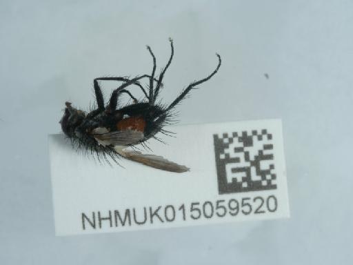 Eriothrix rufomaculata (De Geer, 1776) - 015059520_1