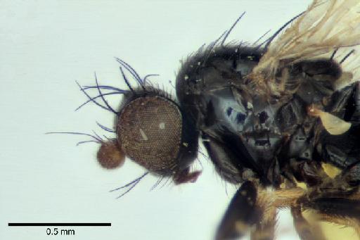 Melanthomyza polita Malloch, 1933 - Melanthomyza_polita_holotype_2