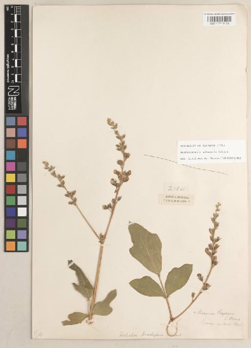 Neorautanenia amboensis Schinz - BM013713123