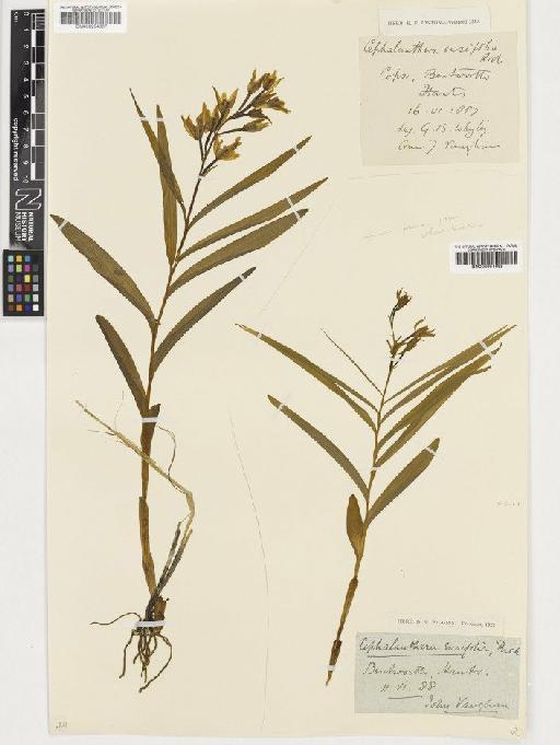 Cephalanthera longifolia (L.) Fritsch - BM000954668