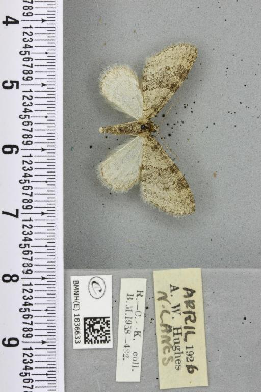 Trichopteryx carpinata ab. obscura Lempke, 1950 - BMNHE_1836633_409366