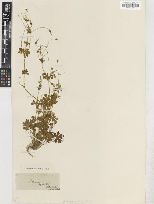 Geranium ocellatum Cambess ex Jacquem. - BM001048867