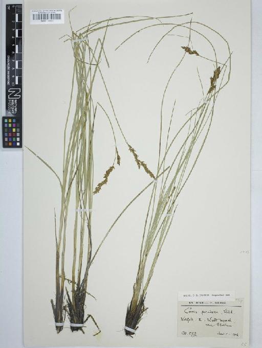 Carex appropinquata Schumach. - BM001111521 carex