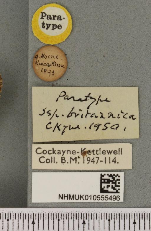 Apamea furva britannica Cockayne, 1950 - NHMUK_010555496_label_613297