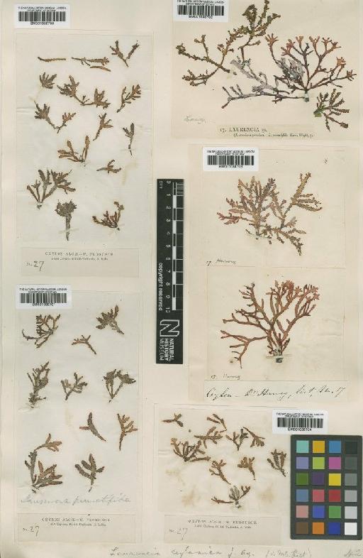 Chondrophycus ceylanicus (J.Agardh) M.J.Wynne, Serio, Cormaci & G.Furnari - BM001038704