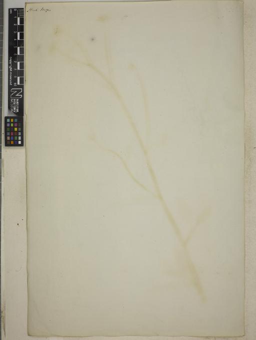 Rorippa pyrenaica Rchb. - BM013413357_back