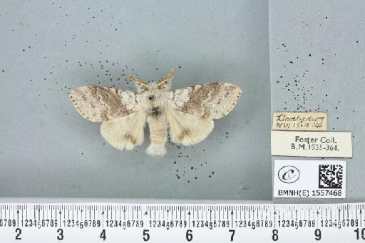 Calliteara pudibunda (Linnaeus, 1758) - BMNHE_1557468_254951