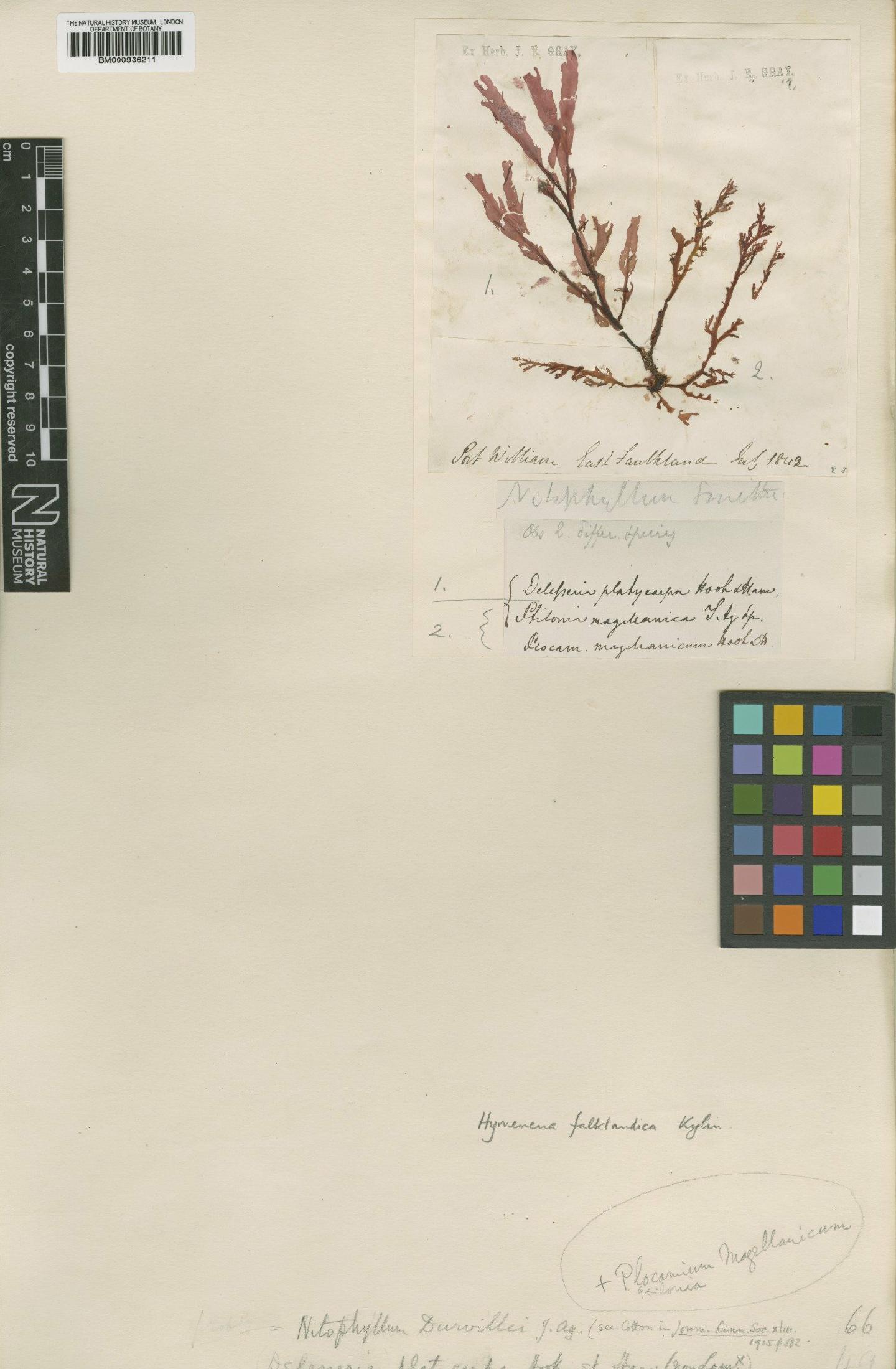 To NHMUK collection (Hymenena falklandica Kylin; NHMUK:ecatalogue:437450)