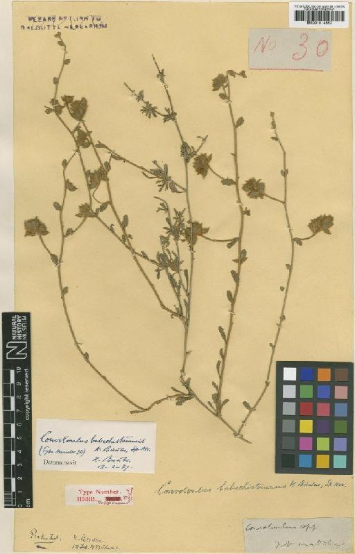 Convolvulus cephalopodus Boiss. - BM001014563