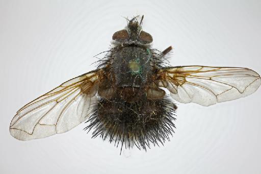 Hystrisyphona nigra Bigot, 1859 - Hystrisyphona nigra LT dorsal