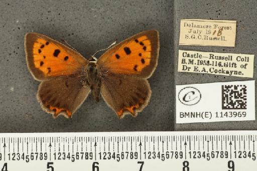 Lycaena phlaeas eleus ab. partimauroradiata Leeds, 1938 - BMNHE_1143969_108951