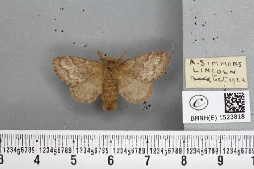 Trichiura crataegi (Linnaeus, 1758) - BMNHE_1523818_202344