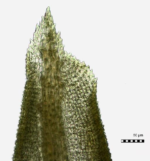 Calymperes pallidum Mitt. - BM000555461-Calymperes_pallidum-leaf_apex_dorsal