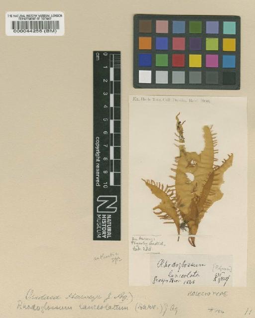 Rhodoglossum gigartinoides (Sond.) Edyvane & Womersley - BM000044256