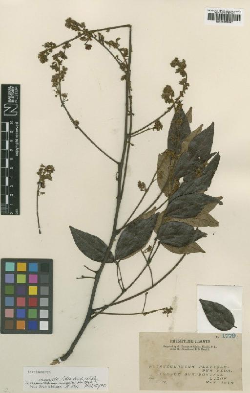 Archidendron merrilli (J.F.Macbr.) I.C.Nielsen - BM000946697