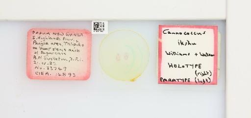 Cannococcus ikshu Williams & Watson, 1988 - 013551366_117304_1097706_7900975_Type