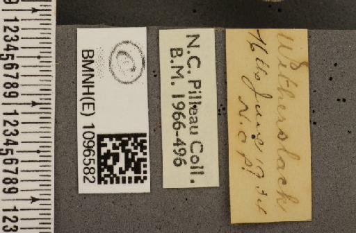 Coenonympha tullia davus ab. lanceolata Arkle, 1913 - BMNHE_1096582_label_7425